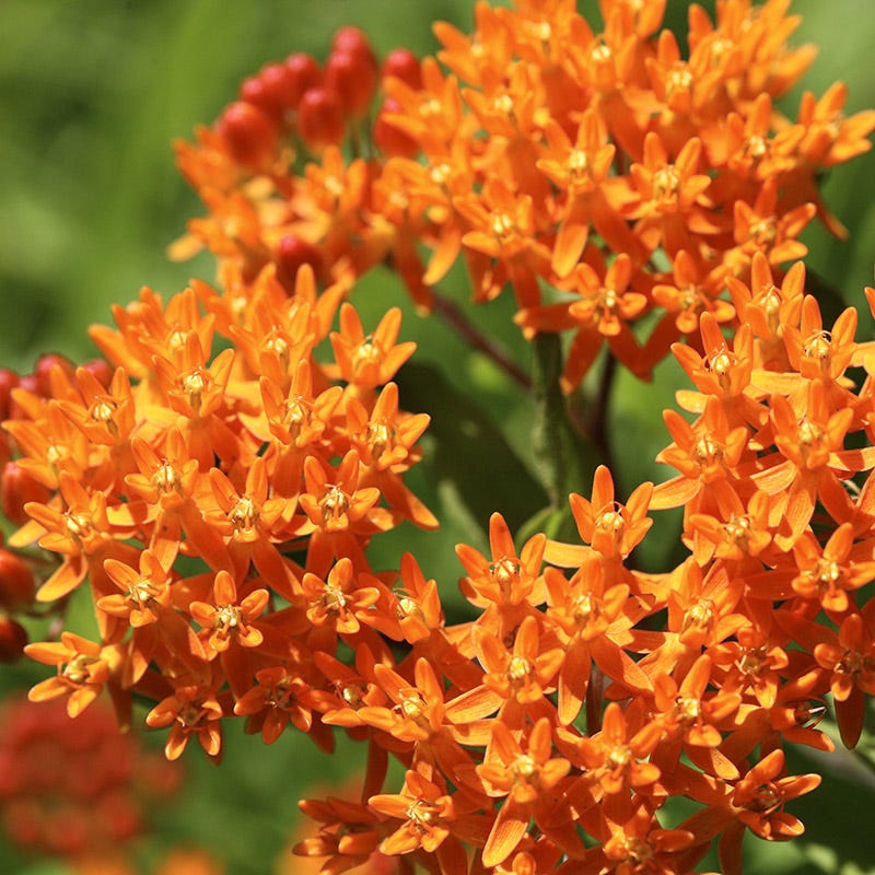 orange flower seeds Orange Wildflower Seed Mix