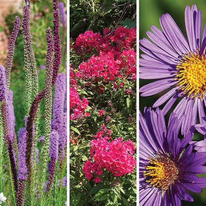 Butterfly Buffet Plant Collection