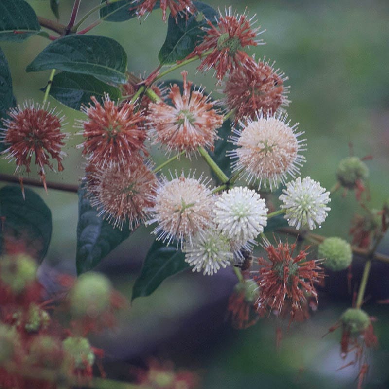 Buttonbush