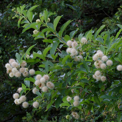 Buttonbush
