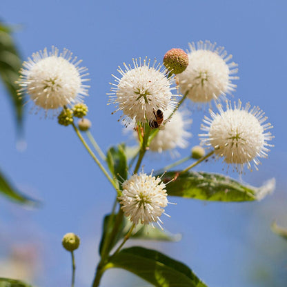 Buttonbush