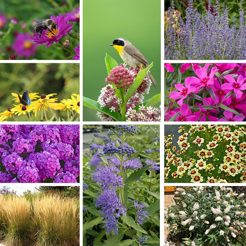 Buzz & Flutter Pollinator Pre-Planned Garden