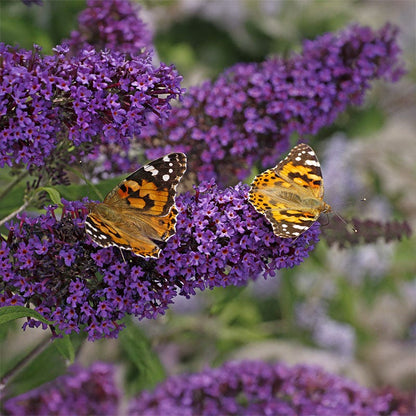 Buzz® Midnight Butterfly Bush