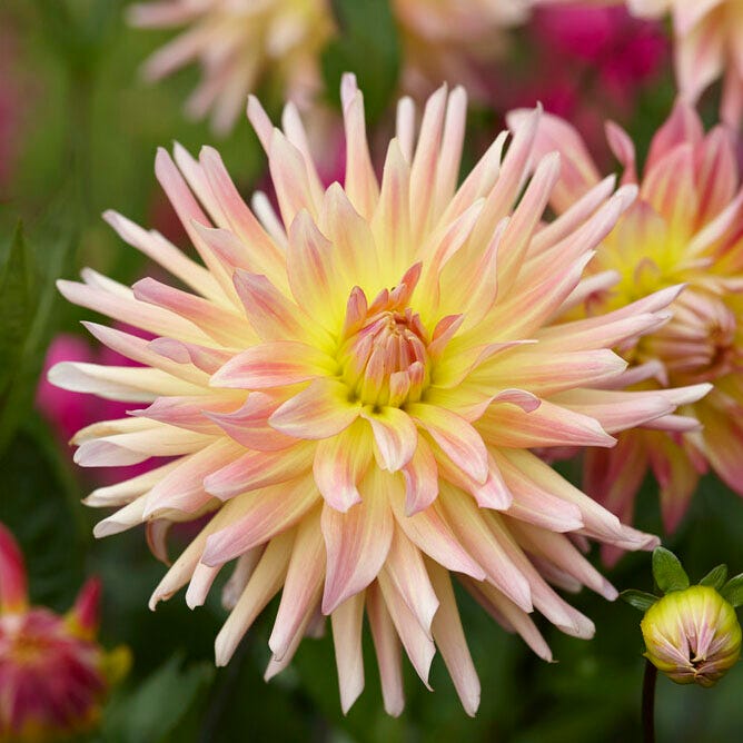 Cabana Banana Cactus Dahlia