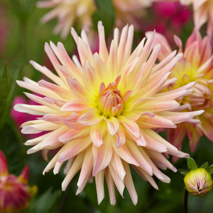 Cabana Banana Cactus Dahlia