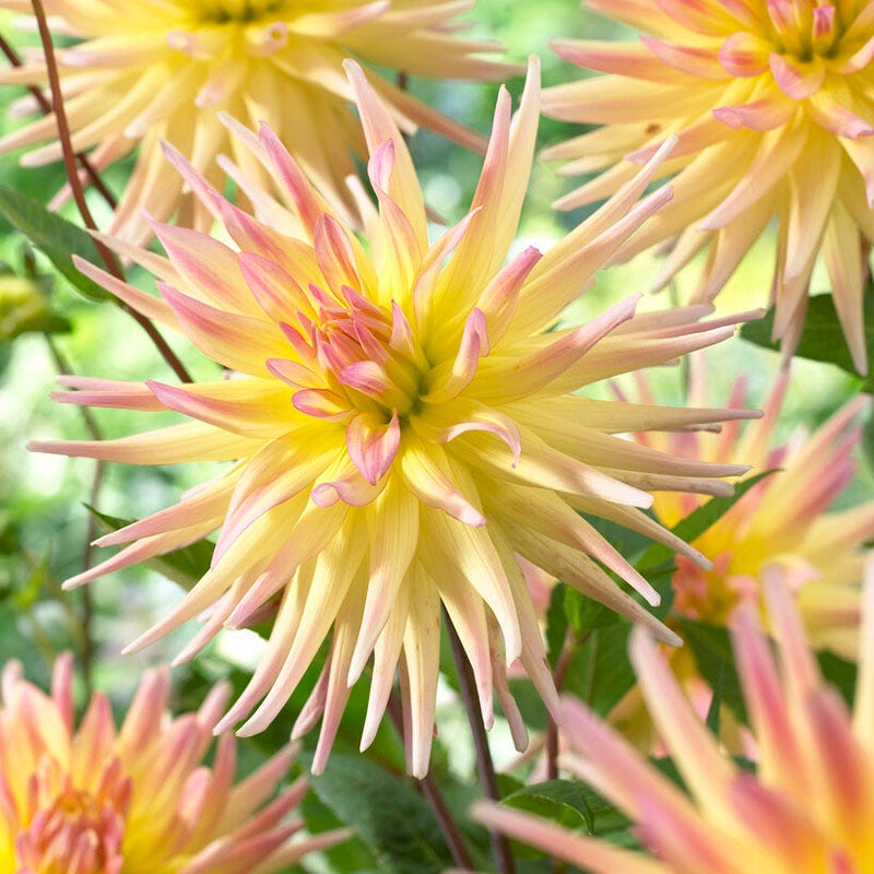 Cabana Banana Cactus Dahlia
