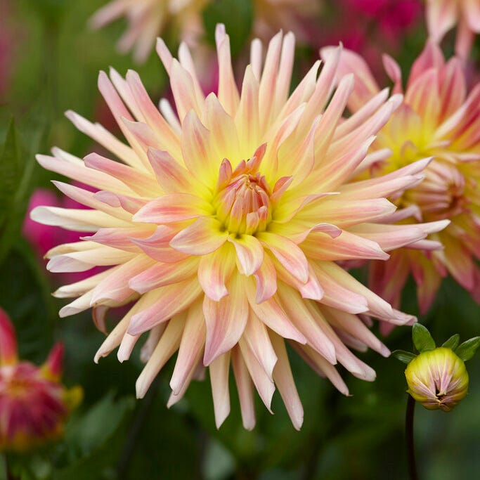 Southern Peach Dahlia Collection