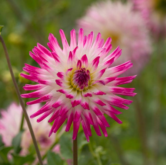 Hayley Jane Cactus Dahlia