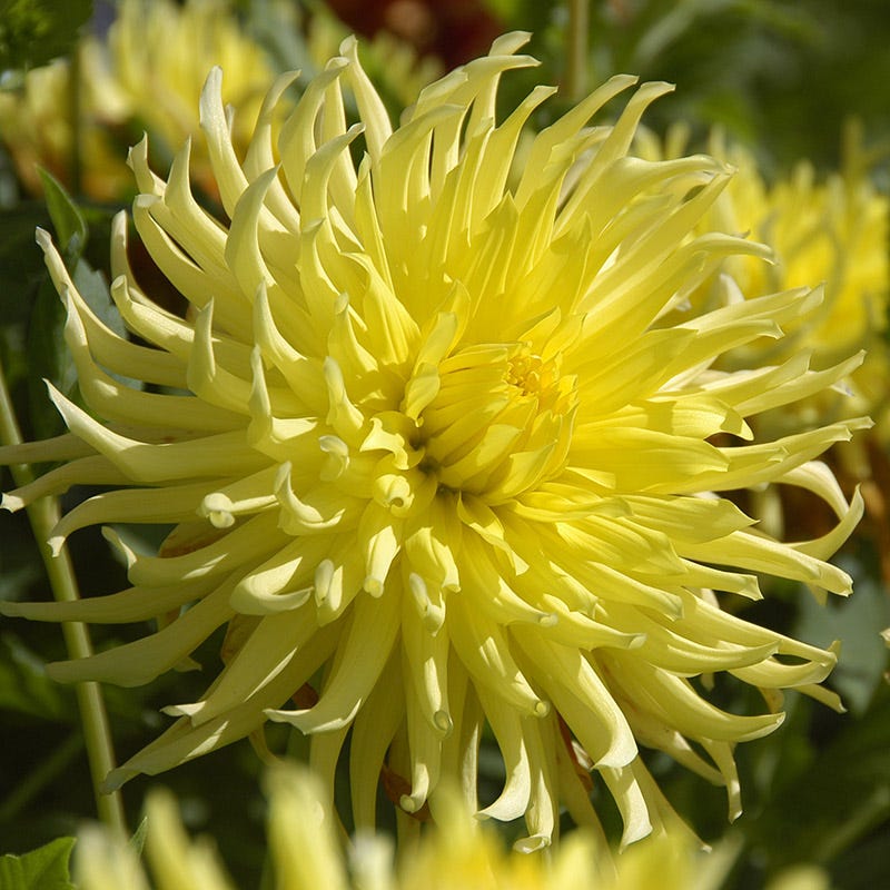 Kennemerland Semi Cactus Dahlia