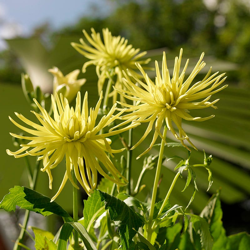 Kennemerland Semi Cactus Dahlia