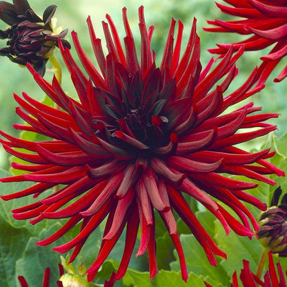 Nuit d'Ete Cactus Dahlia
