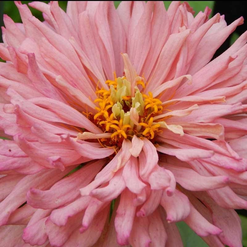 Giant Cactus Zinnia Seed Mix
