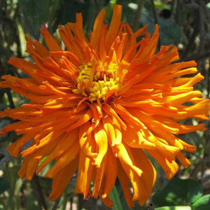 Giant Cactus Zinnia Seed Mix