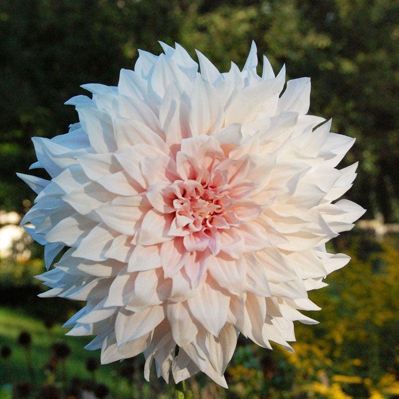 cafe au lait dahlia seeds Cafe Au Lait Dinner Plate Dahlia