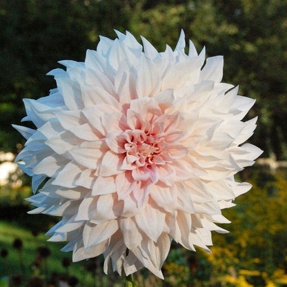 Midsummer's Eve Dinner Plate Dahlia Collection