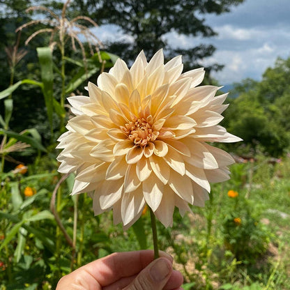 Champagne Bouquet Bulb Collection