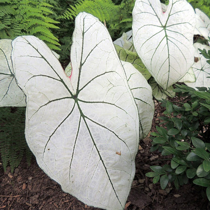 Tropicalismo Shade Bulb Collection