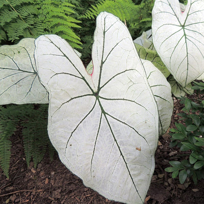 Candidum Caladium