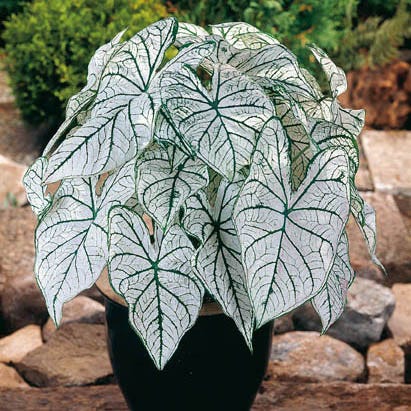 Candidum Caladium