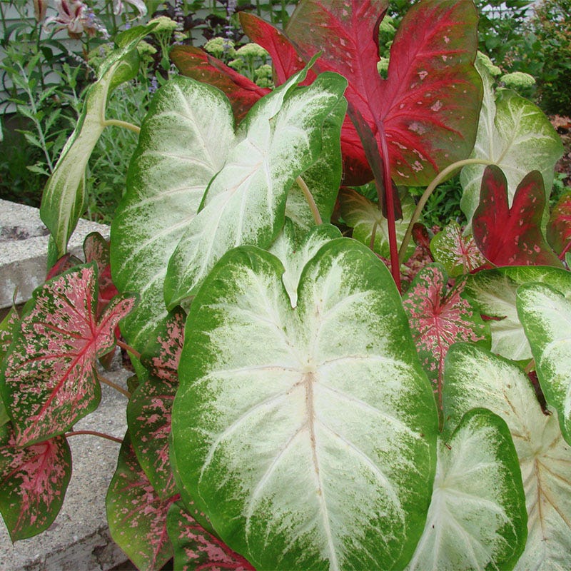 Caladium Mix - Thumbnail 3