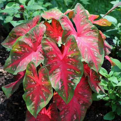 Red Flash Caladium