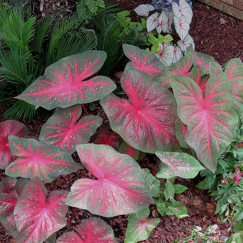 Red Flash Caladium