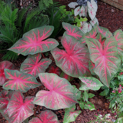 Red Flash Caladium