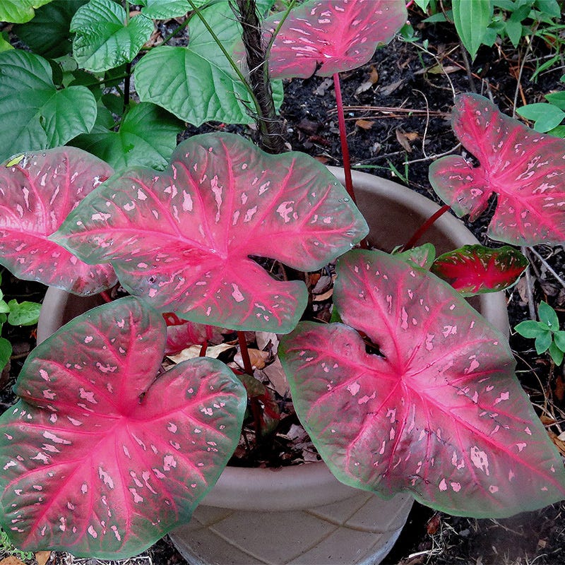 Red Flash Caladium