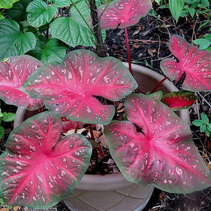 Red Flash Caladium