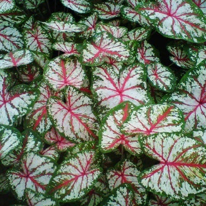 Limited Edition Spring Is Here Bulb Collection