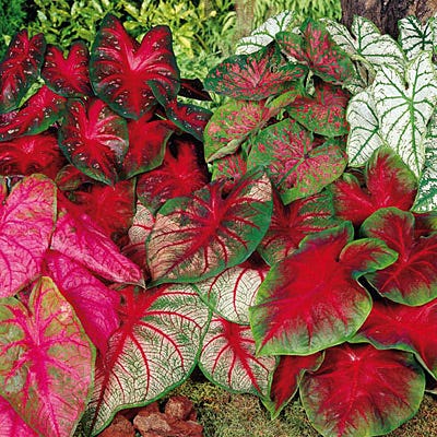 Caladium Mix - Thumbnail 2