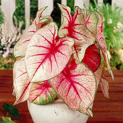 White Queen Caladium