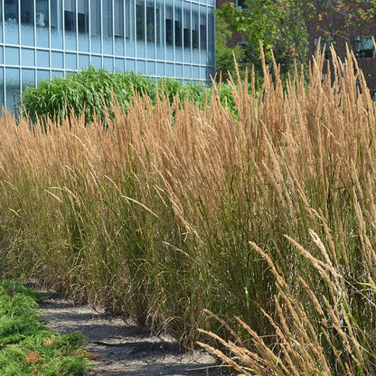 Curb Appeal Ornamental Grass Collection