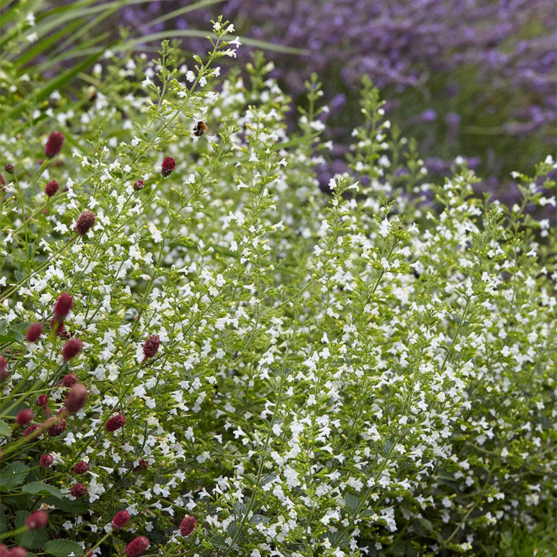 calamint plant Calamintha | White | Plant