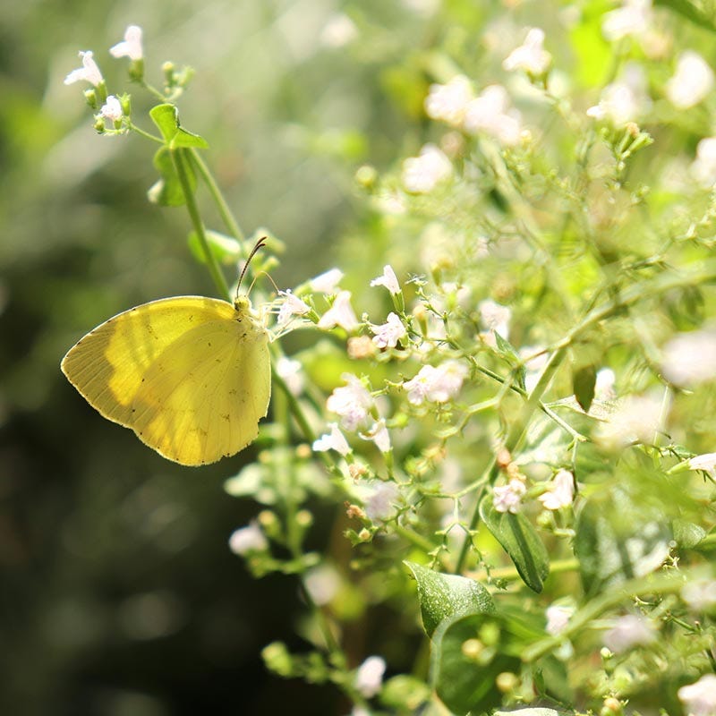 Pollinator Friendly Groundcover Collection