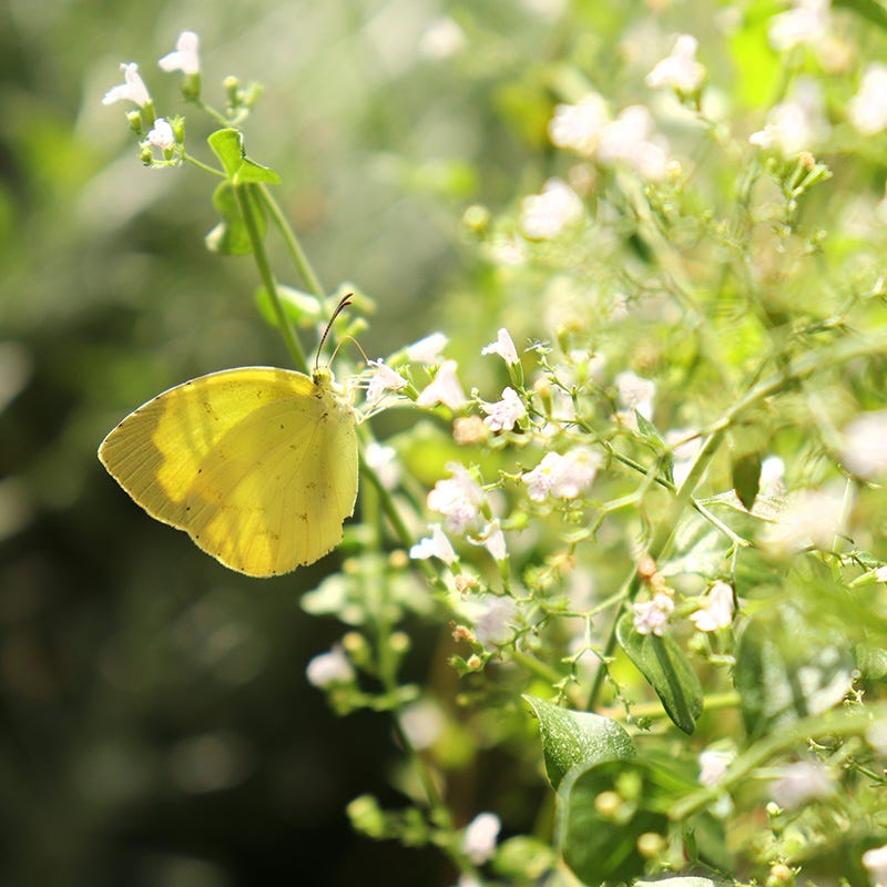 Fragrant Low Grow Plant Collection