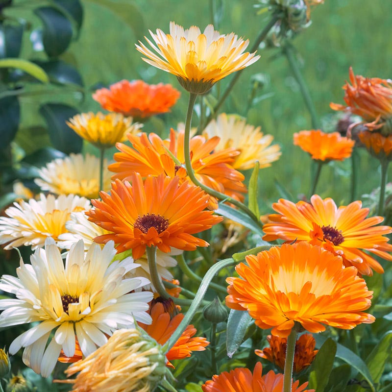 plant calendula seeds Calendula officinalis Seeds, Pot Marigold