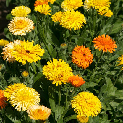 Beneficial Bounty Seed Collection