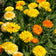 Calendula Seeds|Calendula flowers, orange and yellow