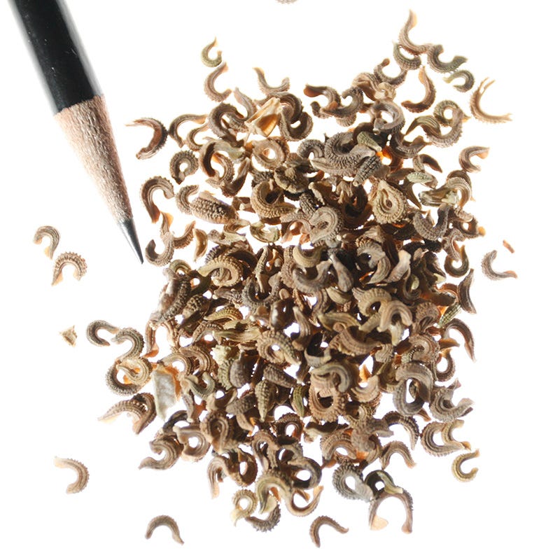 calendula plant seeds Calendula officinalis Seeds, Pot Marigold