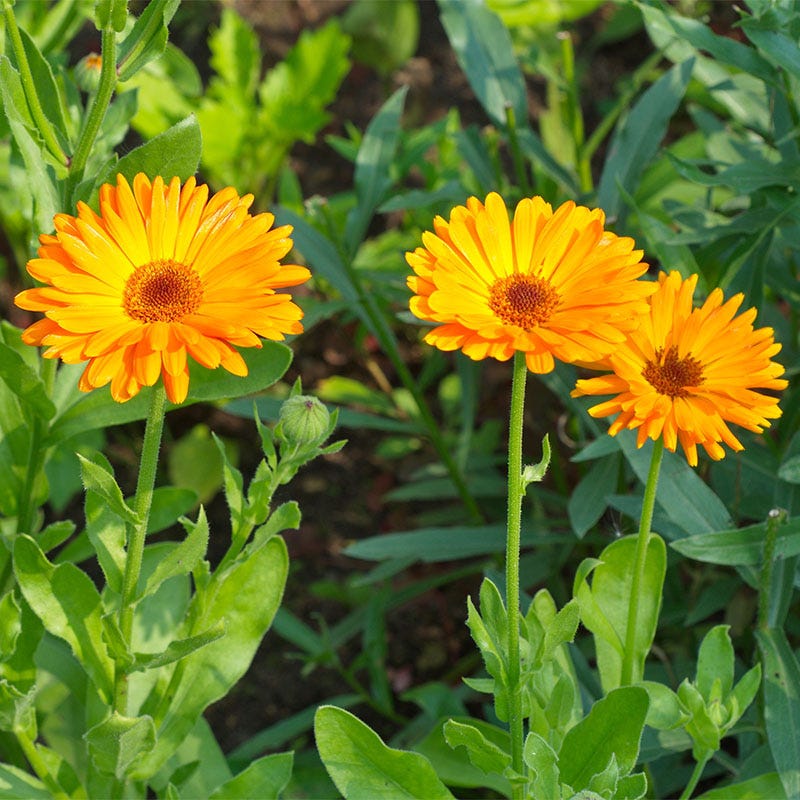 Quick Blooming Wildflower Seed Collection
