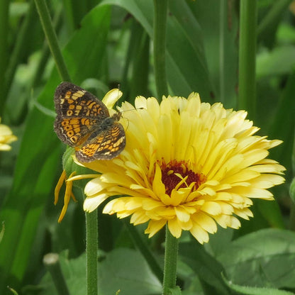 Calendula Seeds