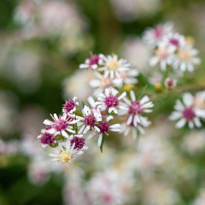 Ecoregion Native Plant Collection - Southeastern USA Plains