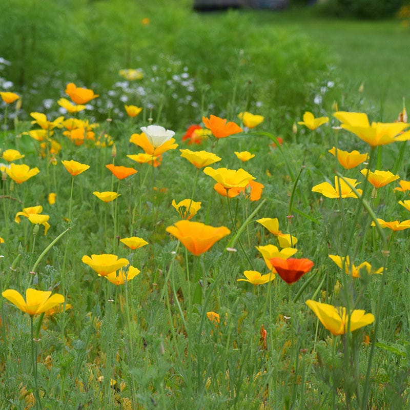 california poppy seeds planting California Poppy Seeds Splendid Mix, Eschscholzia