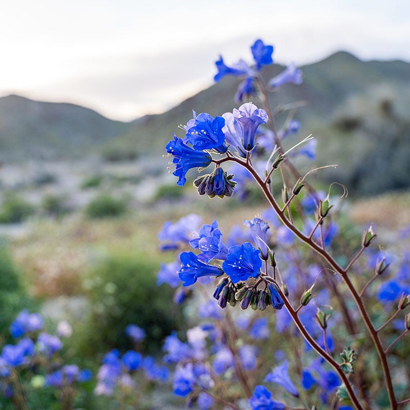 best time to plant bluebell seeds California Bluebell Seeds, Phacelia campanularia