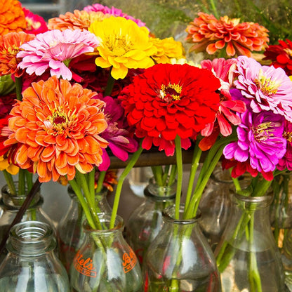 California Giants Zinnia Seeds