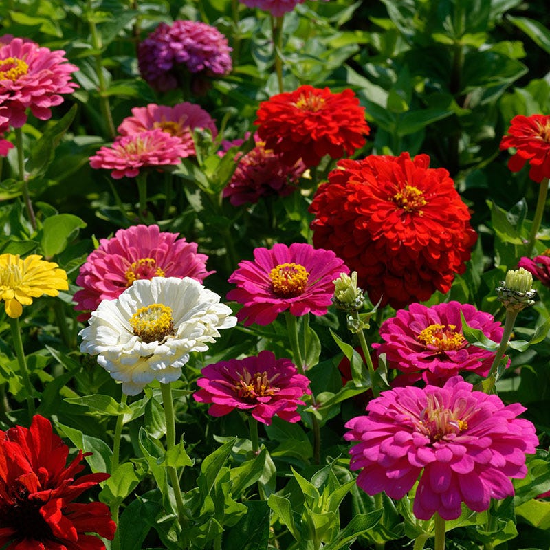 California Giants Zinnia Seeds