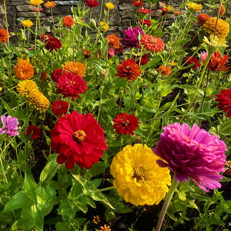 California Giants Zinnia Seeds