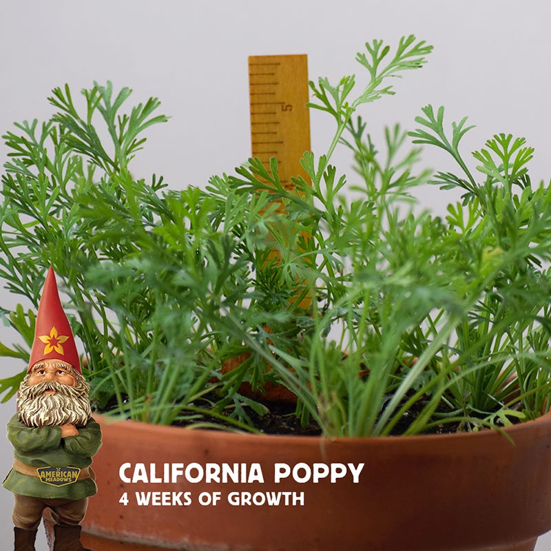 California Poppy Seeds