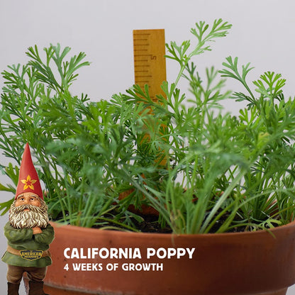 California Poppy Seeds